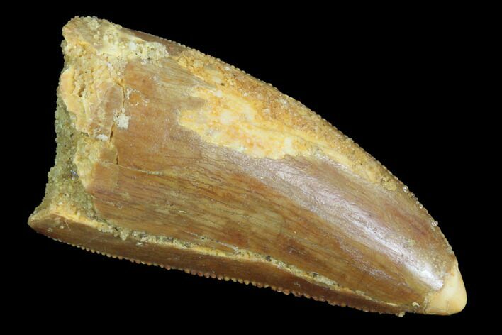 Serrated, Juvenile Carcharodontosaurus Tooth #93205